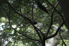 Chiroxiphia linearis