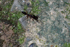 Odontomachus rixosus
