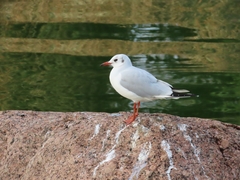 Chroicocephalus ridibundus