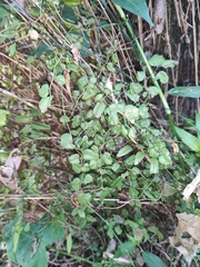 Lygodium microphyllum