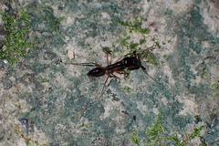 Odontomachus rixosus