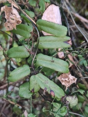 Lygodium microphyllum