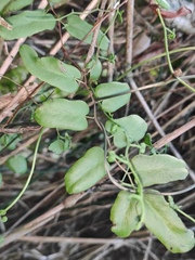 Lygodium microphyllum