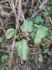 Lygodium microphyllum
