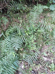 Cyclosorus interruptus