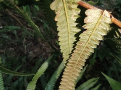 Cyclosorus interruptus