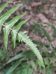 Cyclosorus interruptus