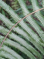 Cyclosorus interruptus