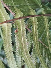 Cyclosorus interruptus