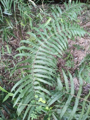 Cyclosorus interruptus