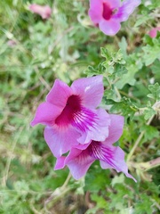 Dicerocaryum senecioides