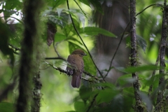 Schiffornis veraepacis