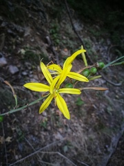 Asphodeline lutea