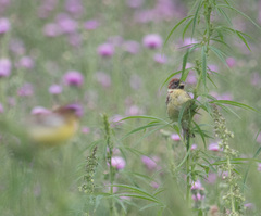 Emberiza aureola
