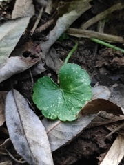 Hydrocotyle nepalensis