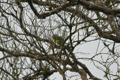 Psilopogon pyrolophus