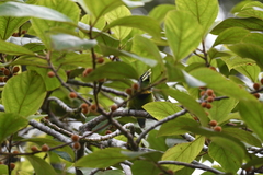 Psilopogon pyrolophus