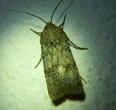 Agrotis