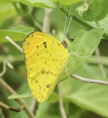 Afrodryas leda