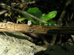 Calyptella capula