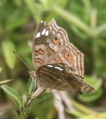 Junonia natalica