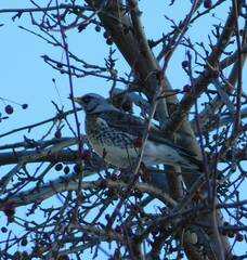 Turdus pilaris