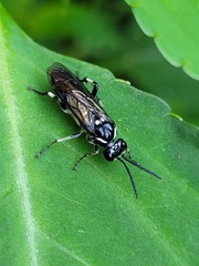 Macrophya