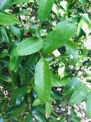 Cassipourea malosana