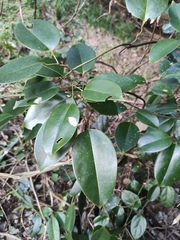 Jasminum lanceolarium