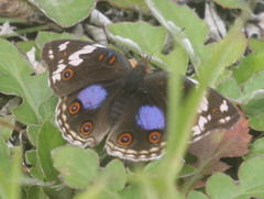 Junonia oenone oenone