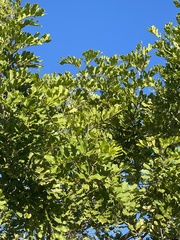 Cupaniopsis anacardioides