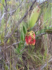 Macleania rupestris