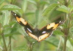 Junonia hierta cebrene