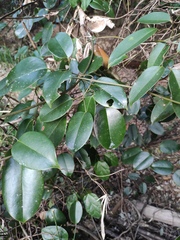 Jasminum lanceolarium