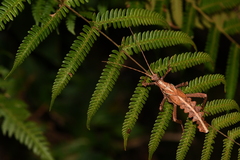 Heteropteryx dilatata
