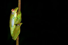 Zhangixalus prominanus