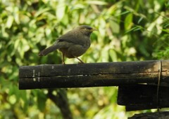 Argya striata
