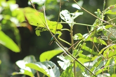 Microchera cupreiceps