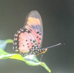 Pseudacraea boisduvalii