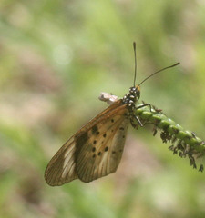 Acraea encedon