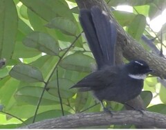 Rhipidura albicollis