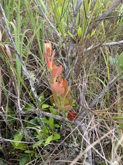 Macleania rupestris
