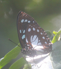 Charaxes wakefieldi