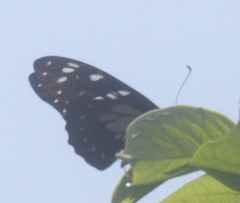 Graphium leonidas