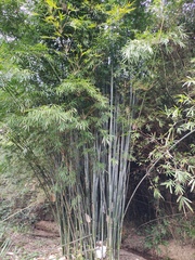 Bambusa chungii