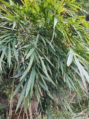 Bambusa chungii
