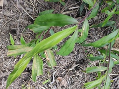 Oplismenus compositus