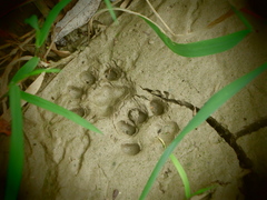 Prionailurus bengalensis