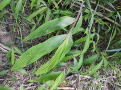 Oplismenus compositus