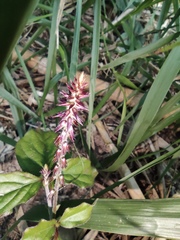 Achyranthes bidentata